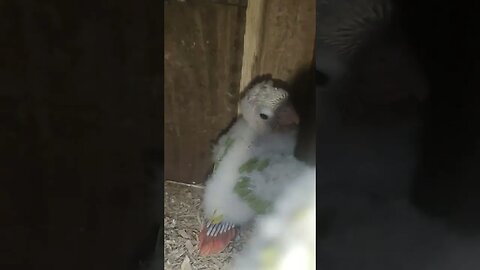 Happy babies are in the Nest l #shorts l #pineappleconure l @BikisAviary