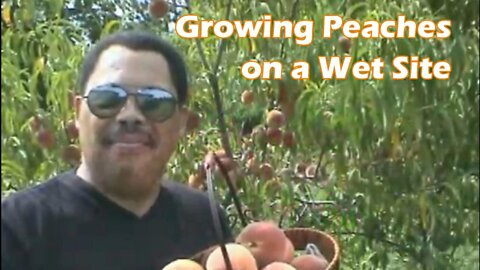 How To Growing Peaches On A Wet Site