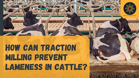 How Can Traction Milling Prevent Lameness in Dairy Cattle? AGRITRAC's Tom Woodall Shares the Science