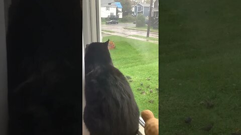 Blackcat doesn’t like the rain but she does like her birdies