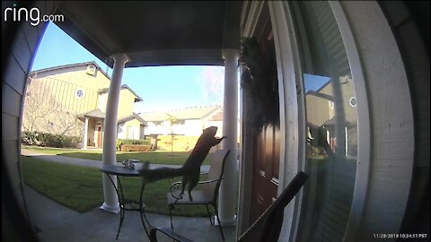 Squirrel Leaps onto Christmas Wreath