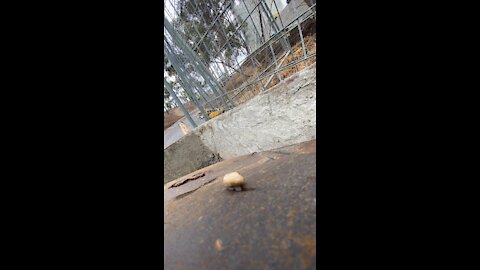 Life around a snail