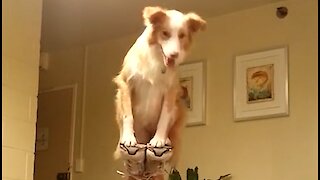 Watch These Dogs Pull Off An Unbelievable Balancing Act