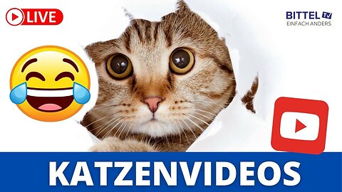 Katzenvideos auf Youtube - 30.05.2024