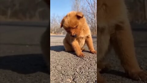 Cutest puppy had power nap #shorts #dog #cutedog #doglover