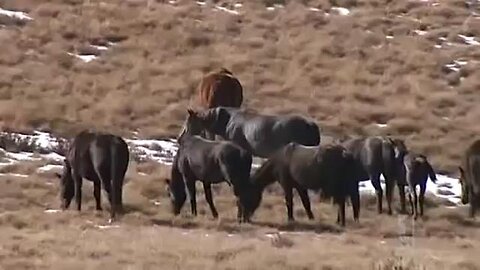 Snowy River Brumbies Set To Be Culled - ABC News