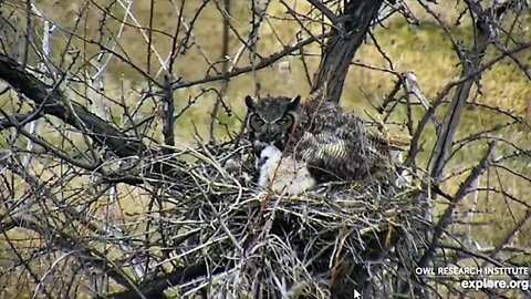 Rodger's Place-Stretches and Wingersizing 🦉 4/18/22