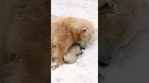 The happy bear cub plays with mother