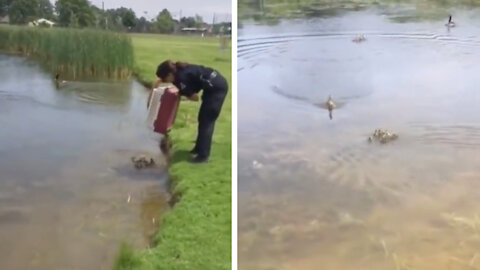 This duck instantly adopts rescued ducklings set free