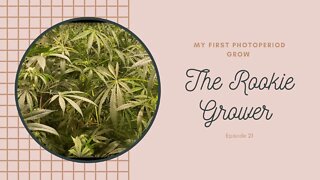 My First PhotoPeriod Grow EP21