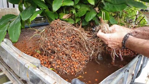 Aquaponics System Bed Clean & Mango Harvest