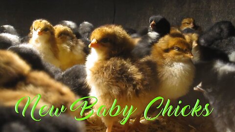 Fluffy Beginnings: Baby Chicks' First Day in the Brooder