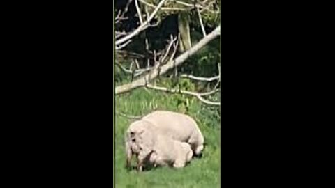 Efficient, Lawnmowing Sheepie!