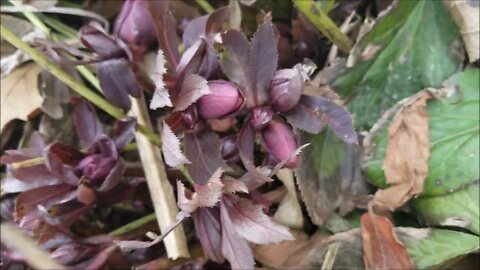 March Hellebore and Granular Gypsum!