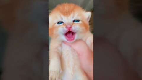 shorts cat meme & kitten ( tik tok video ] - funny cats meow baby cute compilation