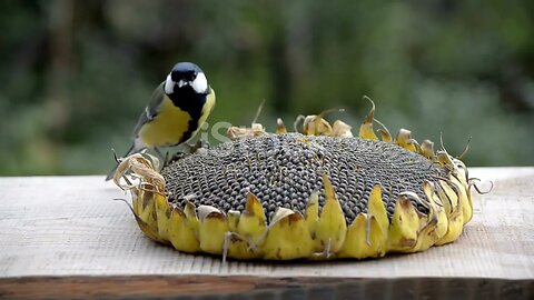 The Sky Beneath Our Feet: Birds of the Forest Floor