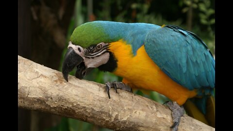 the amazing blue parrot