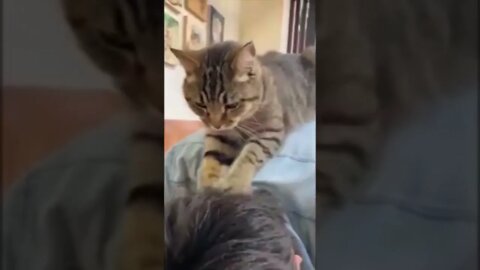 Cat giving massage cute video #shorts #cat #funnycats #catlover