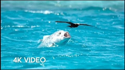 Fish Vs Bird - 4KUHD - Blue Planet II