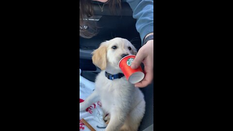 PUP CUP FOR A CUTE RETRIEVER 🥺🥰