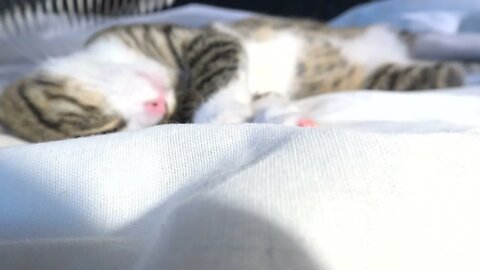 Sleeping Kitten Likes Being Brushed