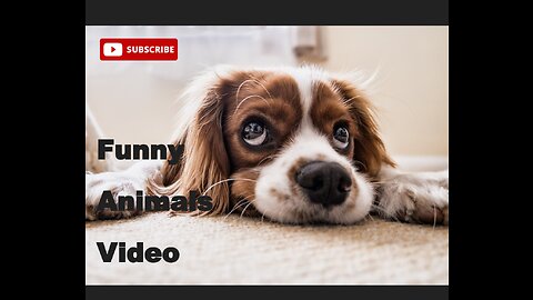 Funny animals video