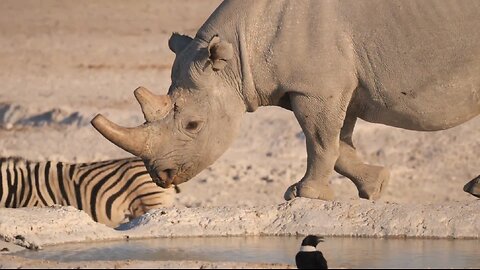 Amazing Rhino Rhinoceros in The Wild Relaxing Video - AnimalHero