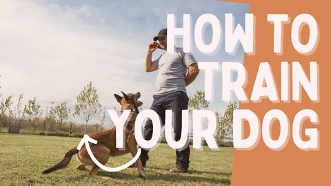 HOW TO PROPERLY TRAIN YOUR DOG!