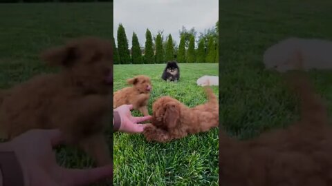 Puppies playing cute dogs #shorts