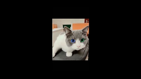 Funny Cat moments 😂😂