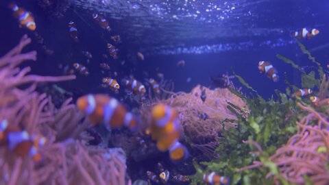 Cute nemo fish