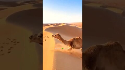 देखो ऊंट कैसे चढ़ रहा है😱Look How The Camel Is Climbing #shorts #ytshorts #camel