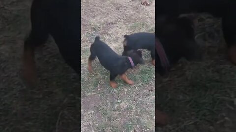 Rottweilers - Lil' Eddie And Faye - A little Tug Of War