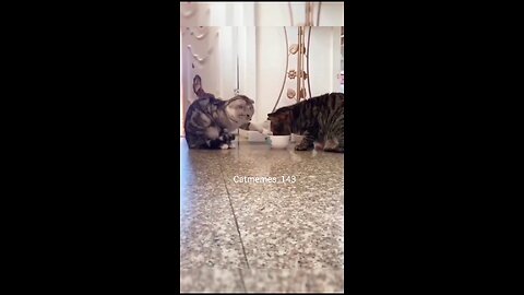 Cats funny video😊