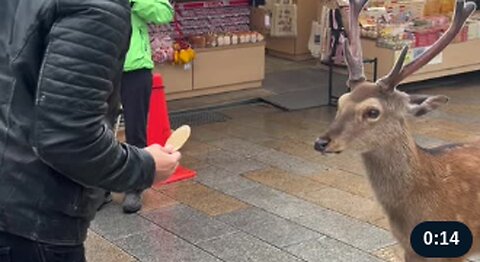 Japanese Deer Bows Before Cakes