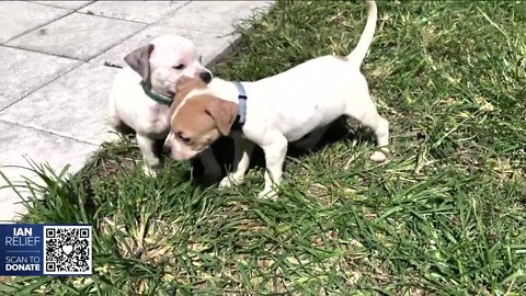 Dozens of pets rescued from Hurricane Ian arrive in Tampa ready to be fostered