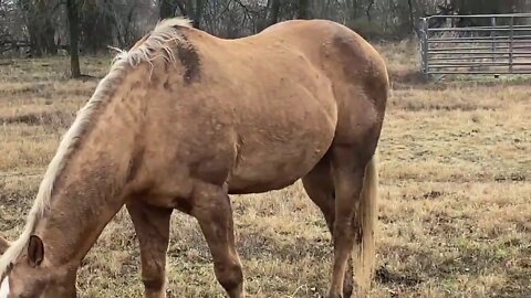 Visit With the Boys & Critters - Walk Around The Ranch After Winter Storm - Buddy Rolls In Snow