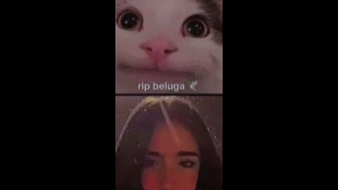 In the Loving memory of beluga the legend