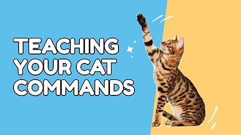 Teach your cat commands