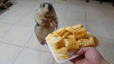 Marmot funny eats jackfruit for the first time😍