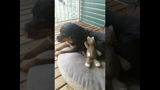 Rottweiler Yawn ASMR #Shorts #rottweiler😍💖💜💛