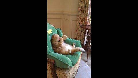 boom sacred me #funny cat | funny video