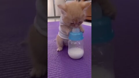 A cute little kitten drinking milk.