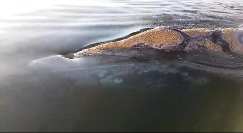 a beautiful meeting 🤩🐋😍