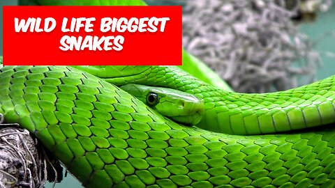 10 Biggest Snakes Ever Captured !