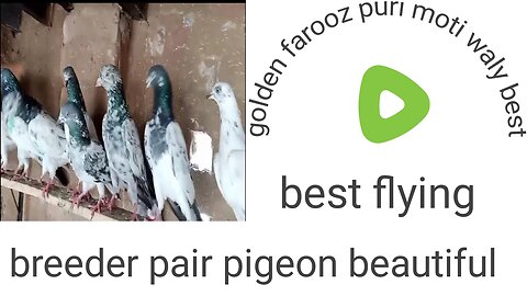 Golden faroz puri pigeon