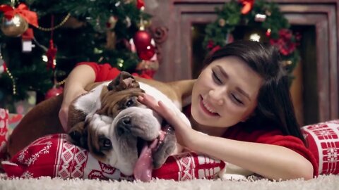 charming asian girl loves and caresses a cute funny bulldog under the Christmas tree Best friends