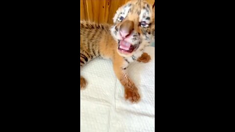 cute animal beby tiger video