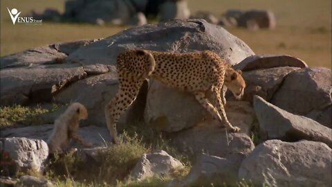 Châu Phi: Hệ sinh thái Serengeti