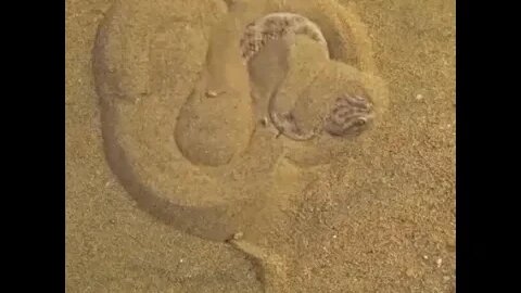 How a sand viper is hiding in the sand 😱